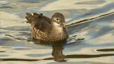 Ringed Teal female