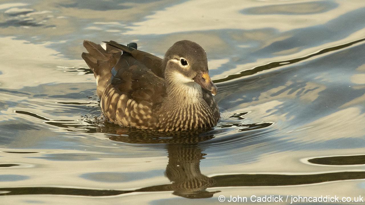 Ringed Teal female