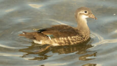Ringed Teal female