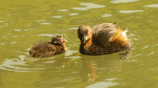 Little Grebe adult and juvenile