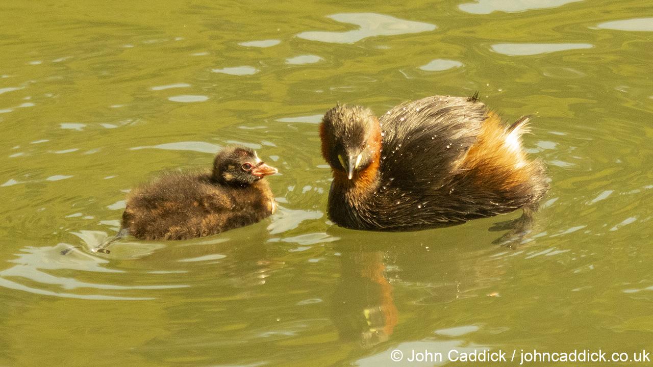 Little Grebe adult and juvenile