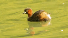 Little Grebe adult in breeding plumage