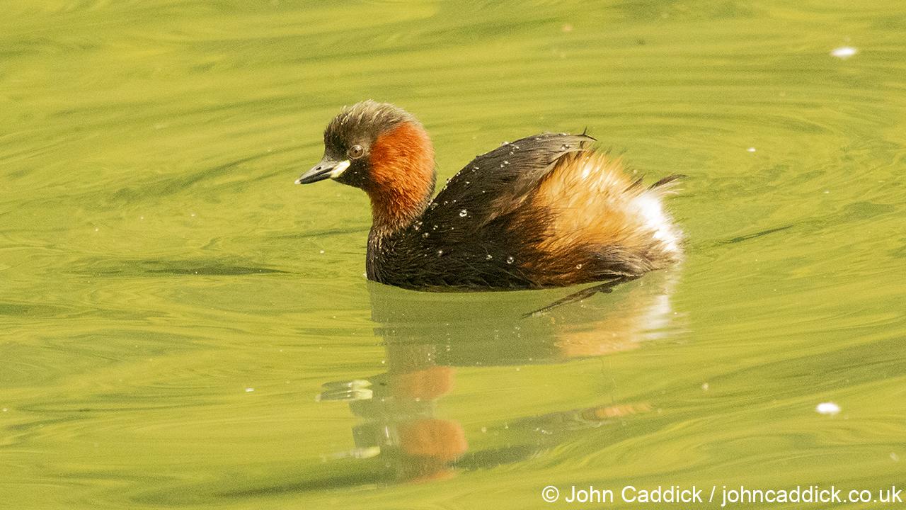 Little Grebe adult in breeding plumage