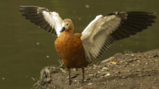 Ruddy Shelduck