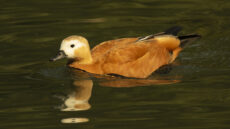 Ruddy Shelduck