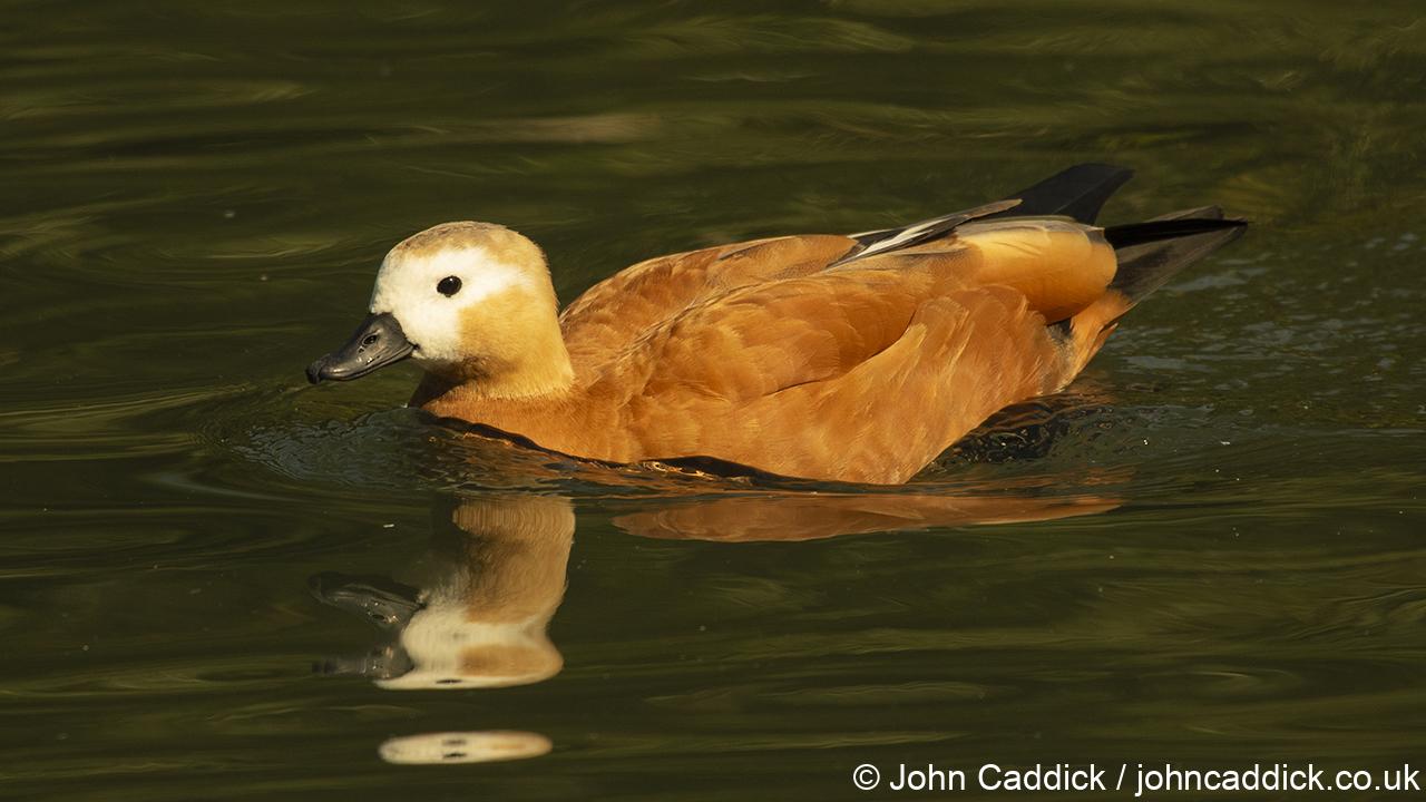 Ruddy Shelduck