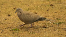 Eurasian Collared Dove