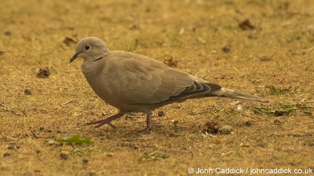 Eurasian Collared Dove
