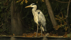 Grey Heron