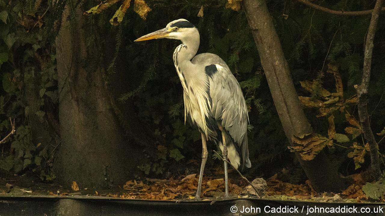 Grey Heron
